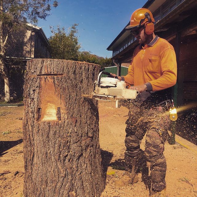 Stump Removal Eastern Suburbs