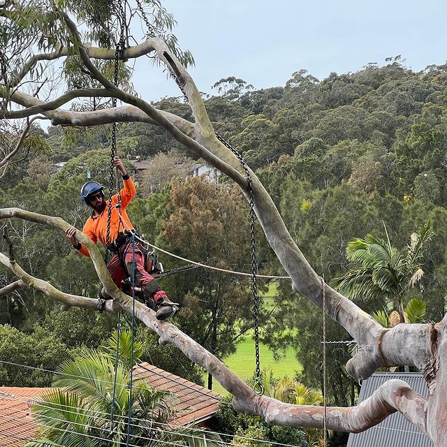 Tree Surgeon Eastern Suburbs