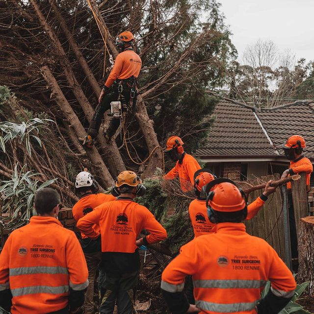 Tree Removal Inner West Sydney