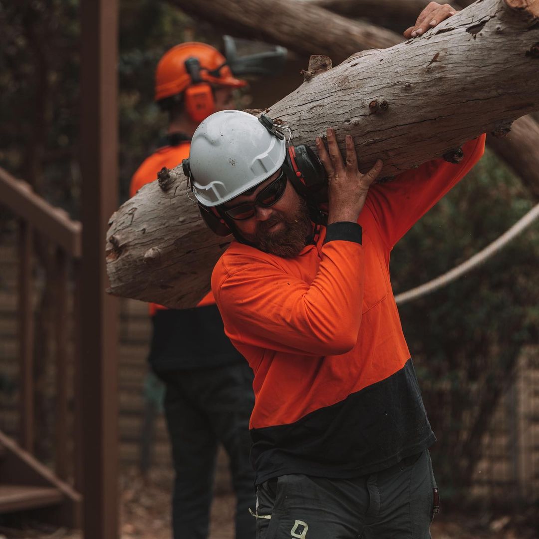 Tree Removal Inner West Sydney