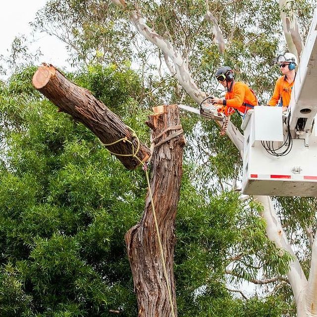 Inner West Tree Pruning