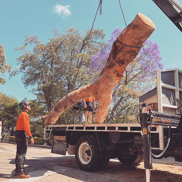 Tree Removal Inner West