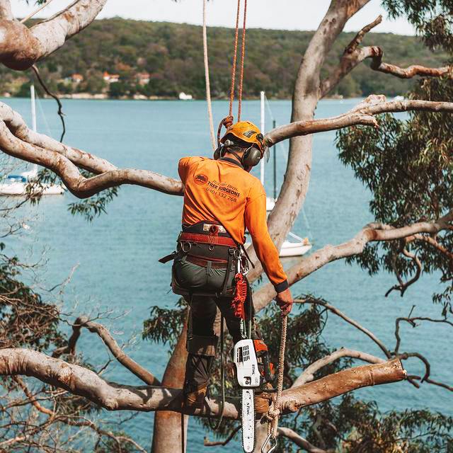 Inner West Tree Felling