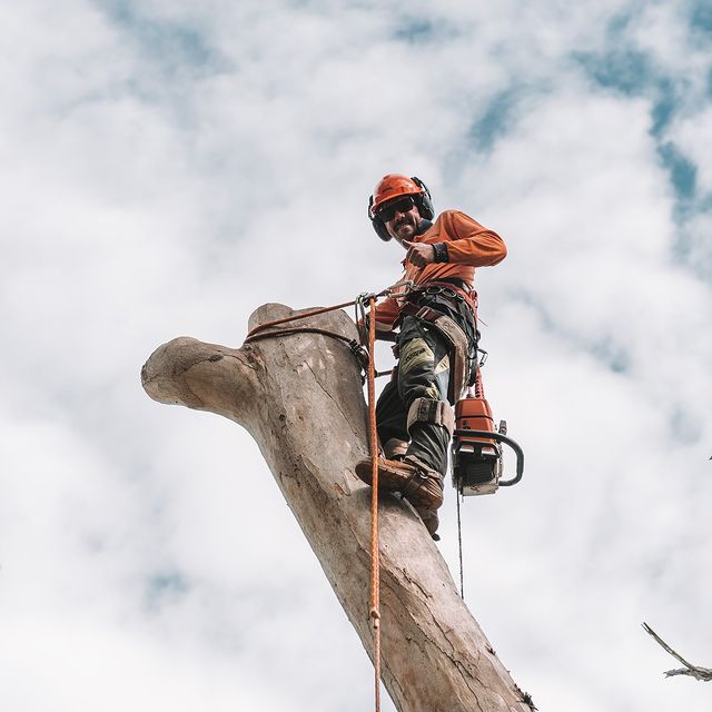 Arborist Sydney Inner West