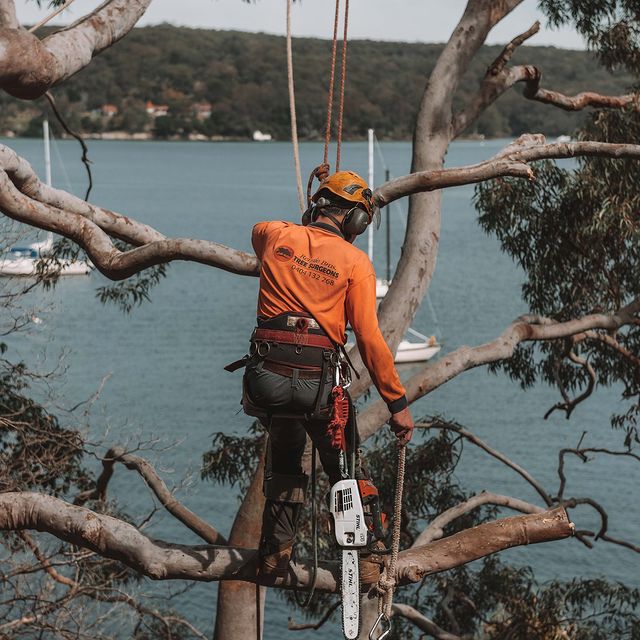 Tree Lopping Inner West