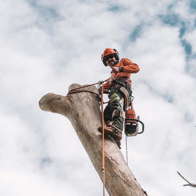 Tree Trimming Inner West