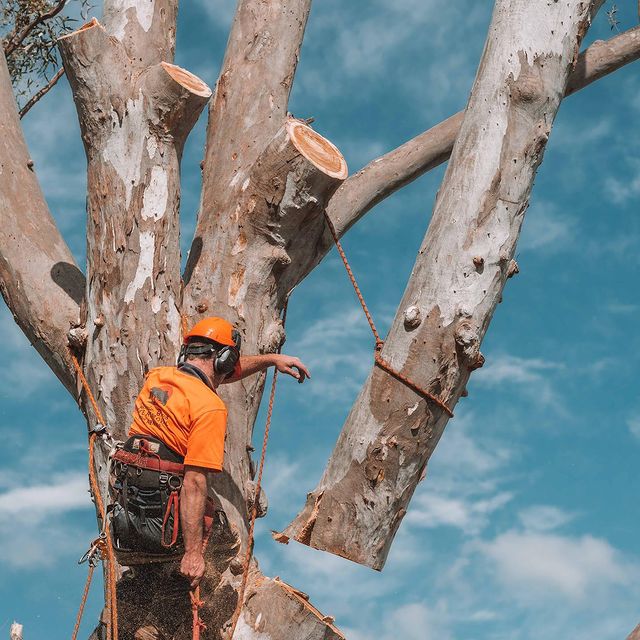 Inner West Tree Removal