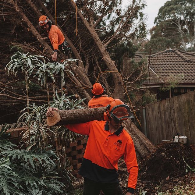 Inner West Tree Removal