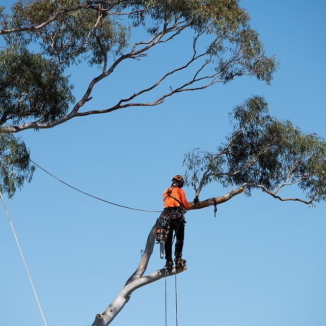 Inner West Stump Removal