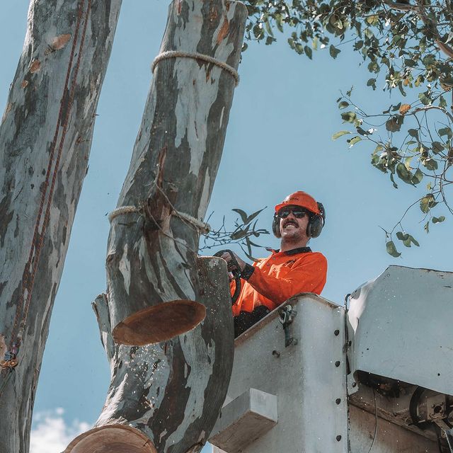 Stump Removal Inner West