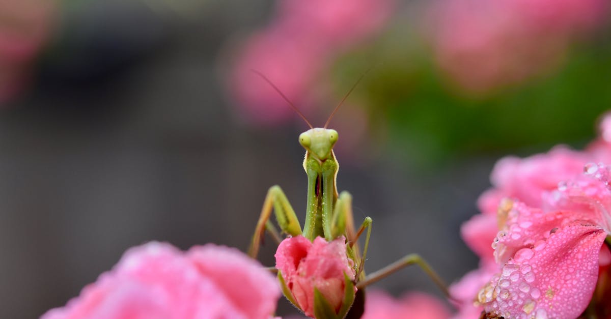 Canberra Pest Control