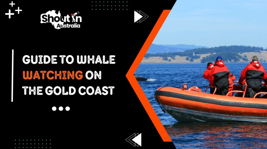 ⁣Guide to Whale Watching on the Gold Coast | Shout In Australia