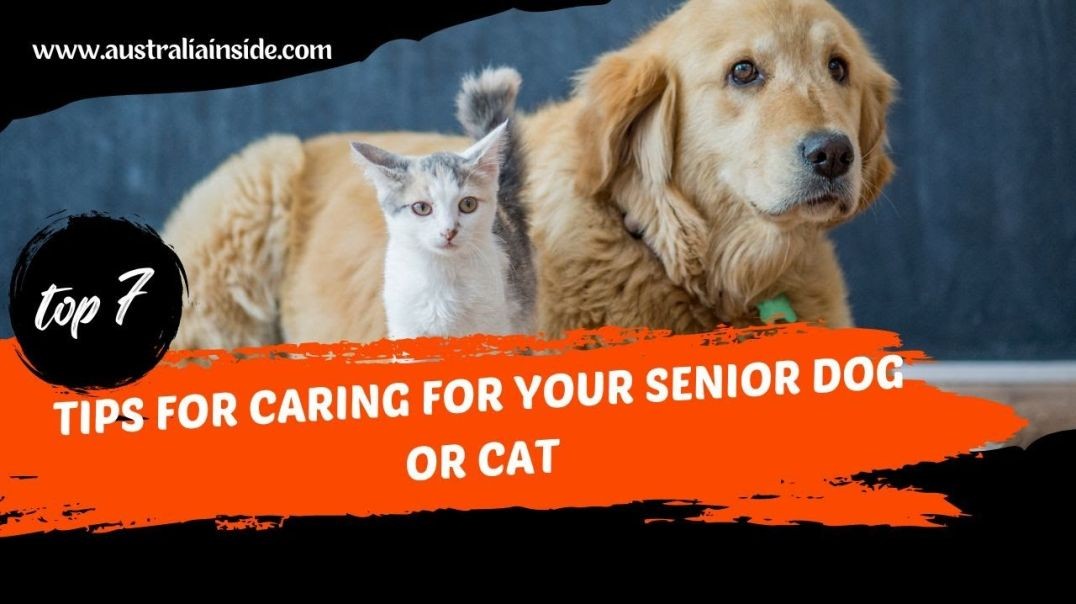 Tips For Caring For Your Senior Dog Or Cat | Australia Inside
