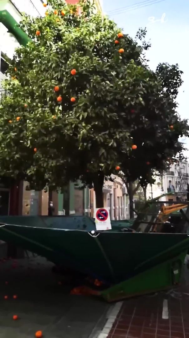 Incredible Machine Shakes Oranges From Trees