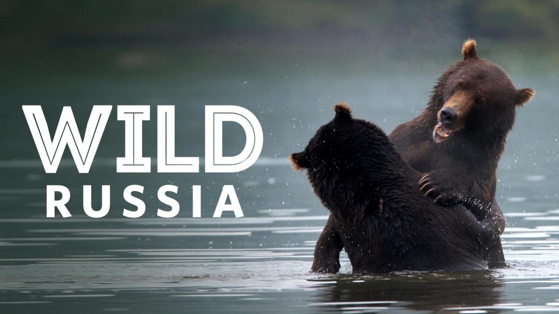 ⁣National Geographic Wild Russia