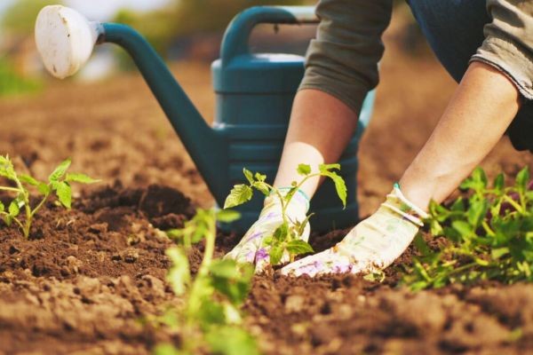 How to Start a Vegetable Garden from Scratch