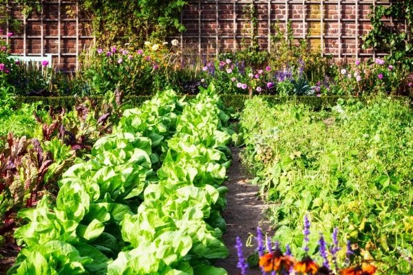 How to Start a Vegetable Garden: Sustainable Gardening Tips for Beginners