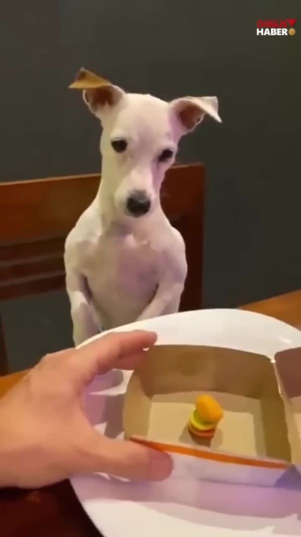 yemek porsiyonunu beğenmeyen köpek..!!!