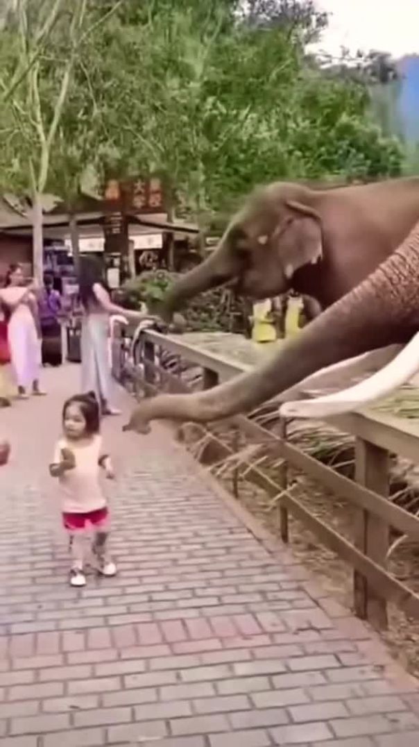 naughty elephant 🐘