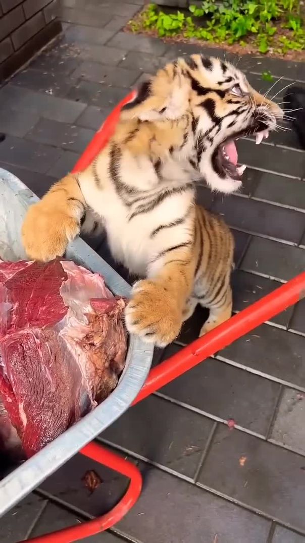 Small tiger Big appetite 😳🐯