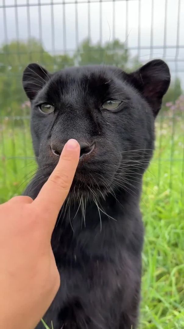 Panther unlocked😁