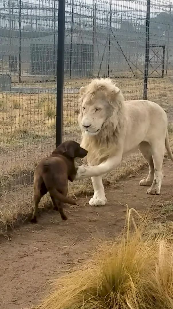 Cute Lion Gives Smooches to Puppy's Paw!