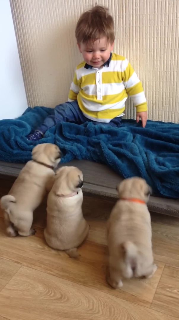Pug puppies want to play with Louie!