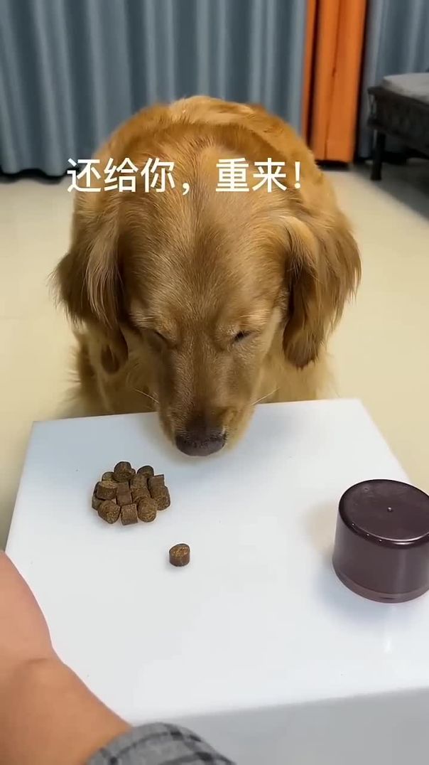 Smart dog finds treat in game