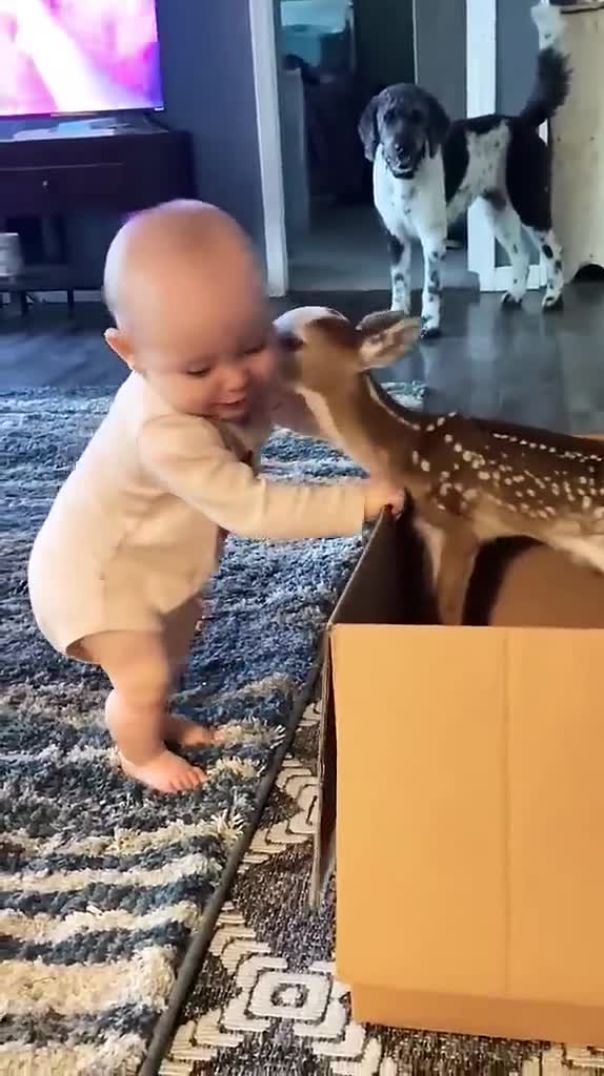 cute deer 🦌 😍