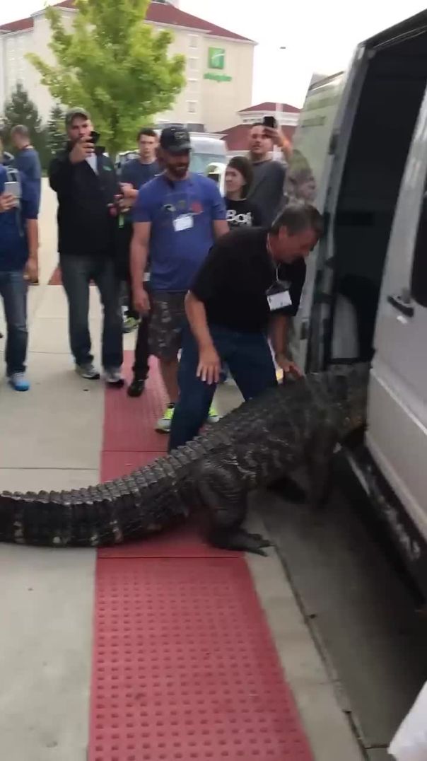 Apprehensive Alligator Takes Time Getting Into Van