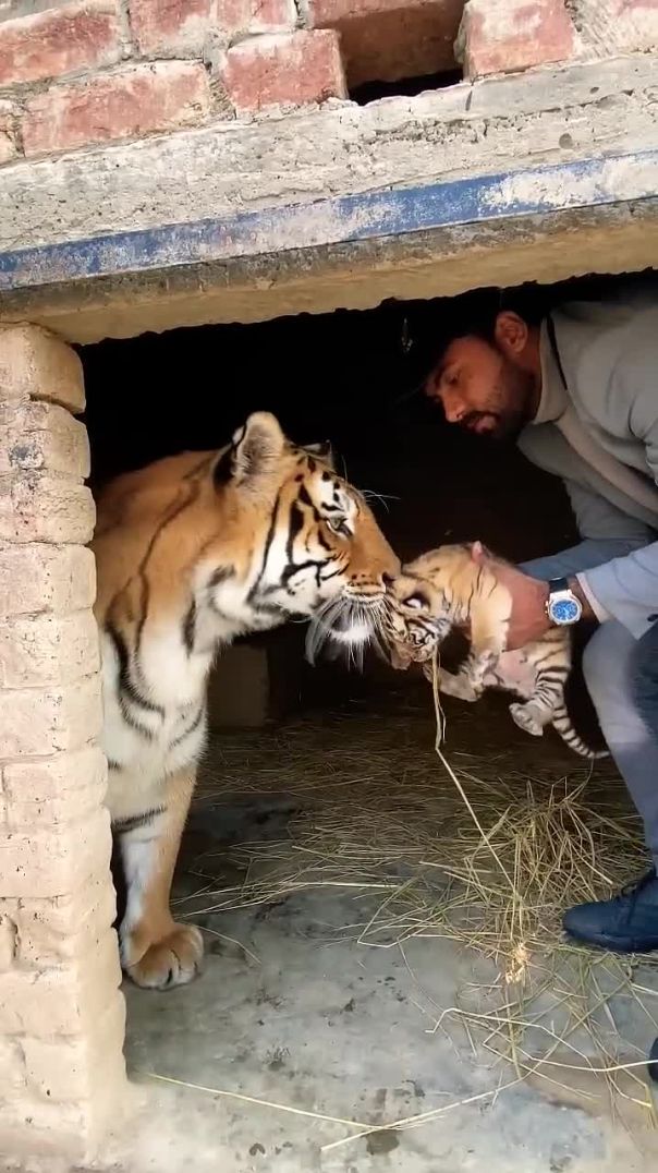 Bangal tiger with tiger cub 😲🥺😱😱😵 😱😨#tiger #attack #liontiger #aggressive #animals #lovers #viral