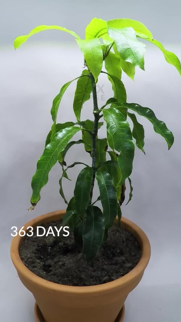 1 YEAR in 50 Seconds - Mango Tree