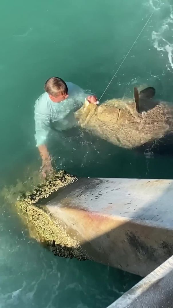 Kid jumps off the jetti to release GIANT Goliath grouper !