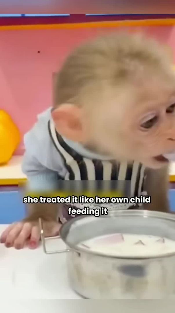 abandoned baby monkey grows up to become a household helper #shortvideo #monkey#pet#shorts#animal