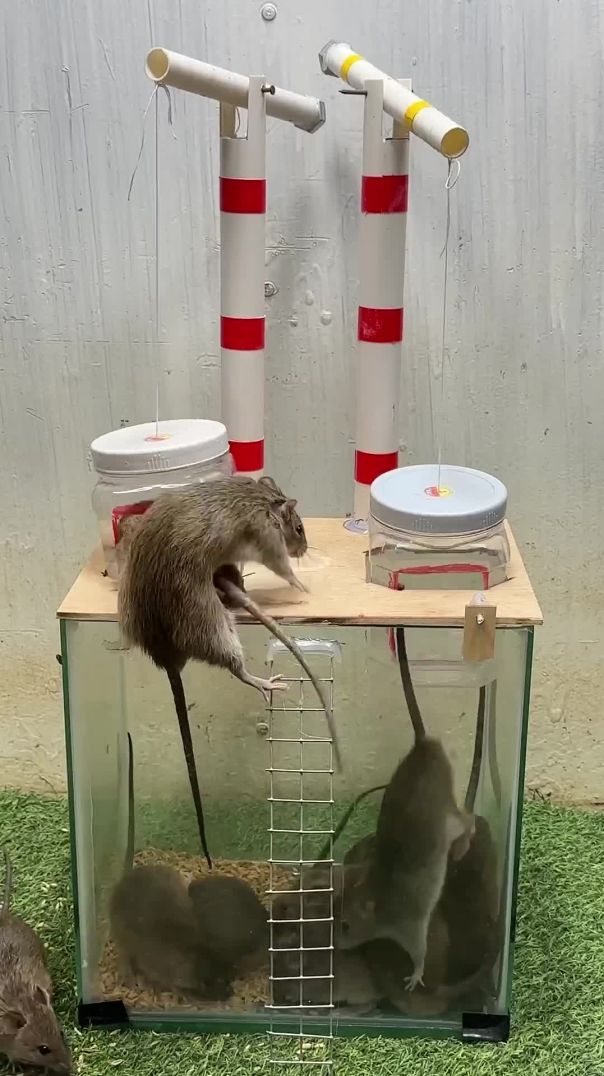 Best mouse trap idea/creative mouse trap at home #rat #rattrap #mousetrap