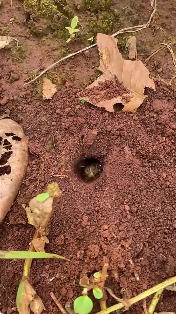 Harvest ants to catching massive cricket in deep hole