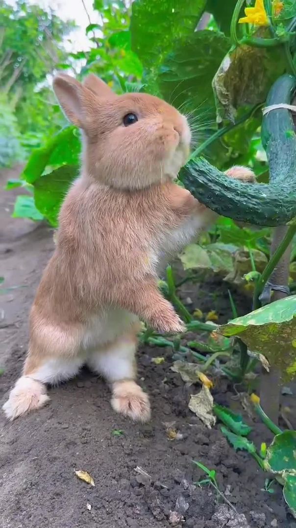 The little rabbit secretly eats cucumbers in the vegetable garden#pets #rabbit #animals