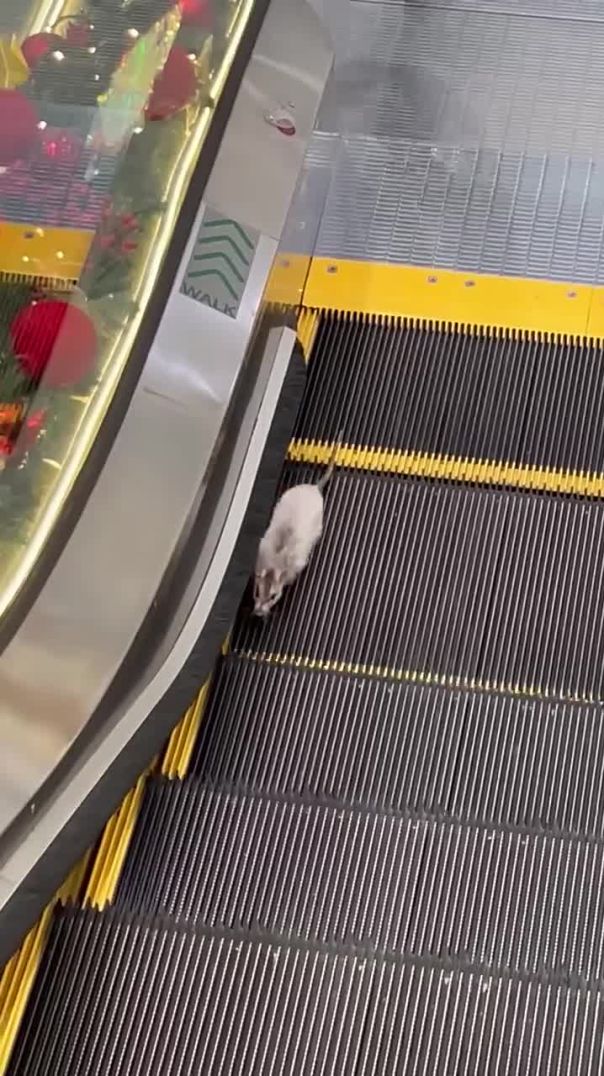 Rat Tries to Go Wrong Way on Escalator