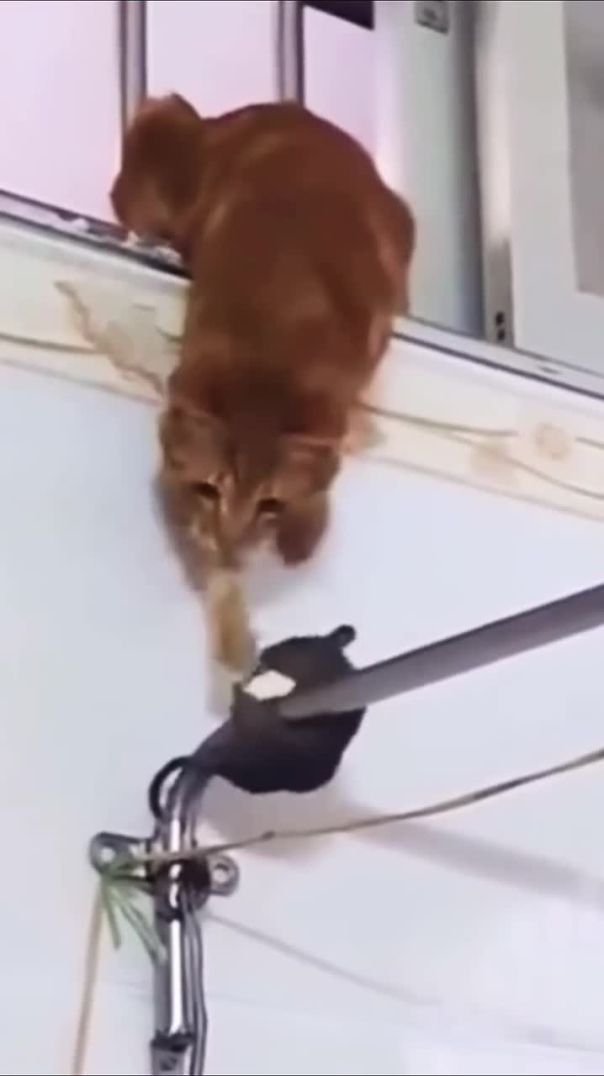 猫 vs ネズミ