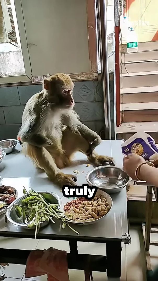 Viral Monkey's Daily Dash for Dinner