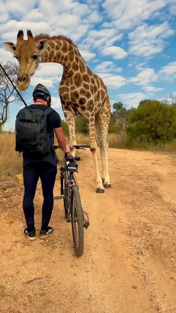 Man riding bike encounters a curios giraffe...