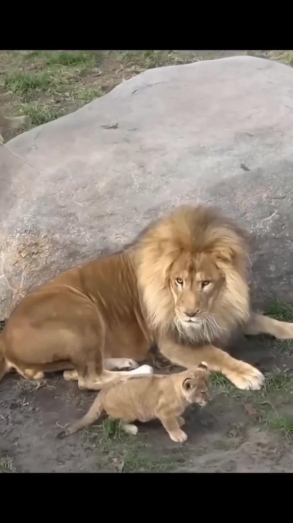 Funny Father of Lion Cub 🤣