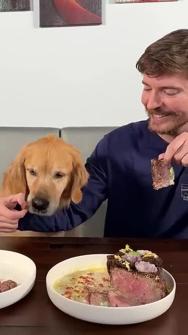 Feeding A Dog $1 vs $10,000 Steak