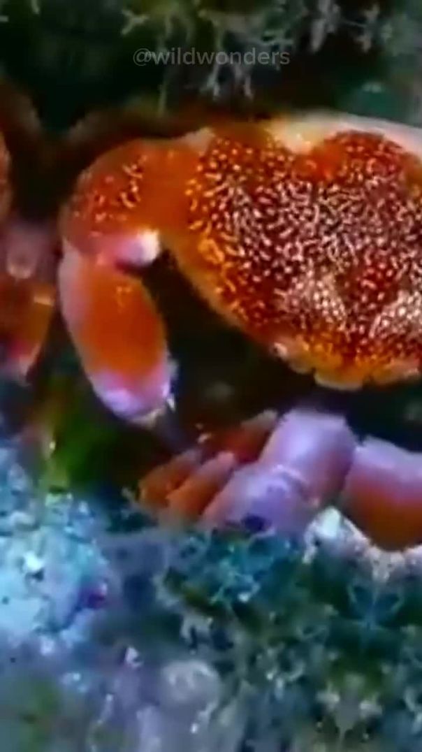 Ever WONDERED Why Crabs Molt? | Here's Why🦀