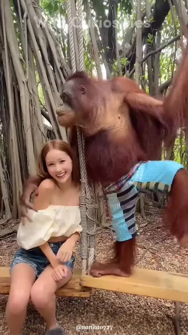 Orangutans 🦧 Gentle Giants