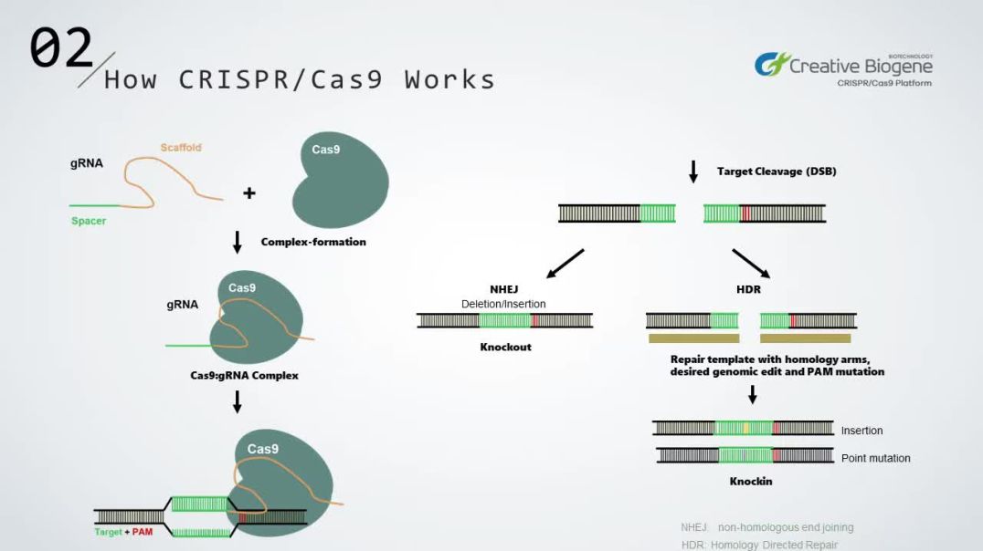 ⁣CRISPR Cas9 Metods and Models