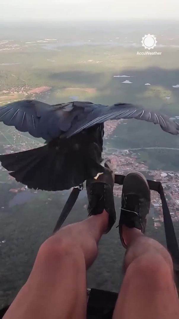 Unbelievable: Vulture Lands on Paraglider Over Brazil