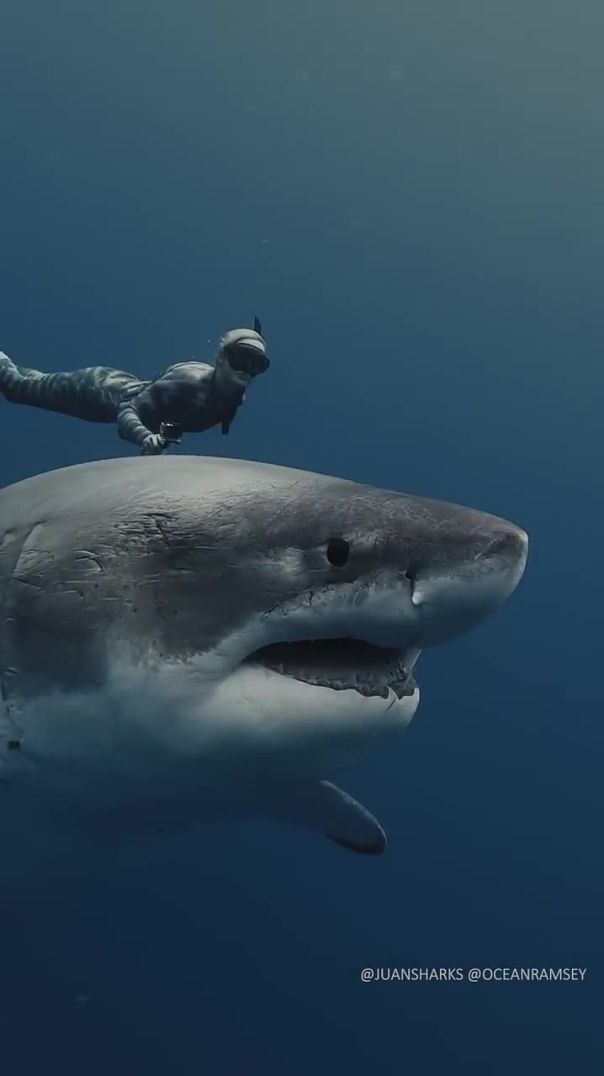 Pregnant? or Full? Largest great white shark alive! swimming with shark conservationist #oceanramsey