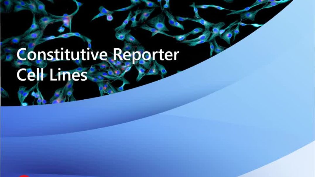 ⁣Constitutive Reporter Cell Lines