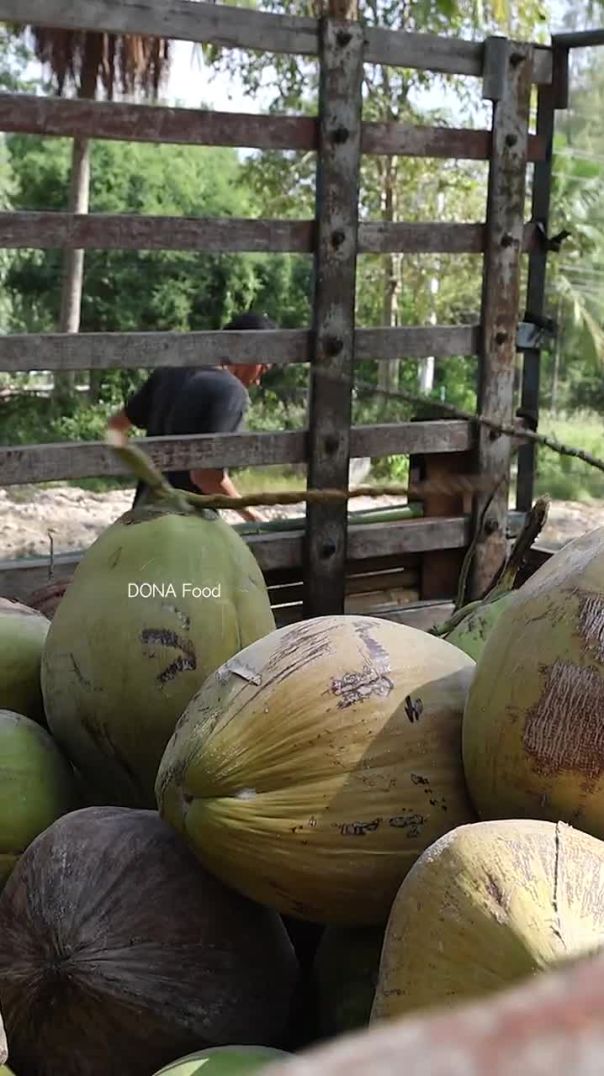 Huge Thai Coconut Farm! Harvesting Coconuts
